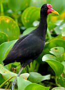 Wattled Jacana