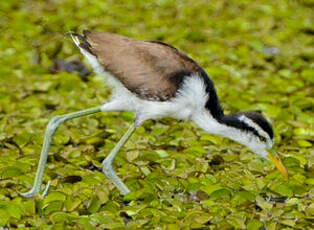 Jacana noir