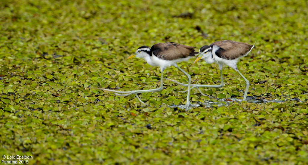 Wattled Jacana