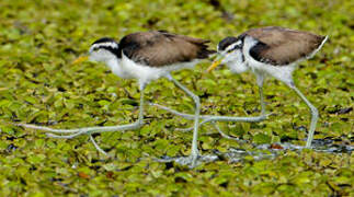 Wattled Jacana