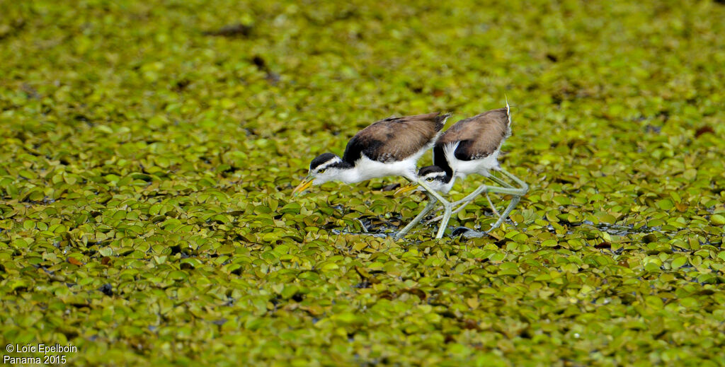 Jacana noir