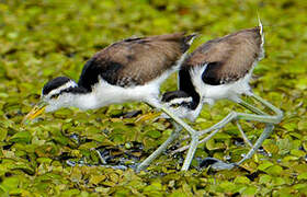 Wattled Jacana