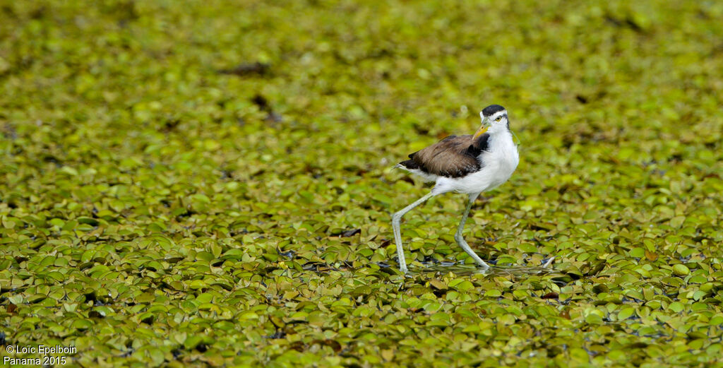 Wattled Jacana