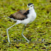 Wattled Jacana