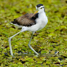 Jacana noir