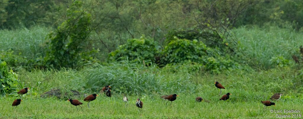 Wattled Jacana