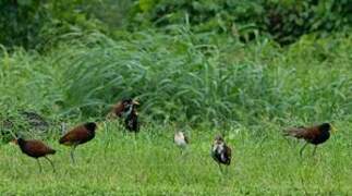 Wattled Jacana