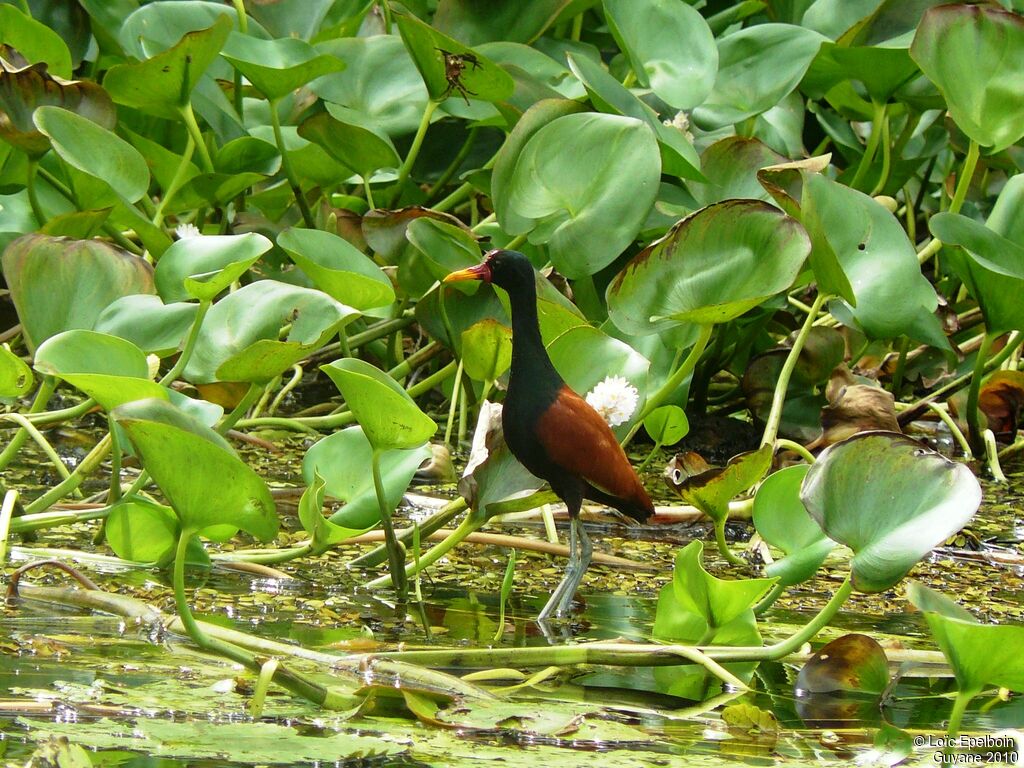 Wattled Jacana