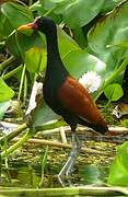 Wattled Jacana