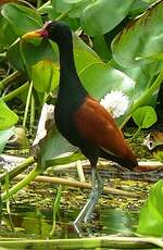 Jacana noir