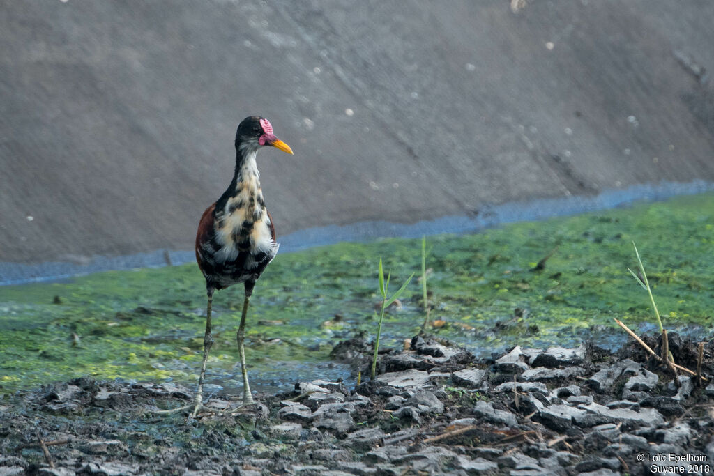 Wattled Jacana