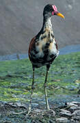 Wattled Jacana