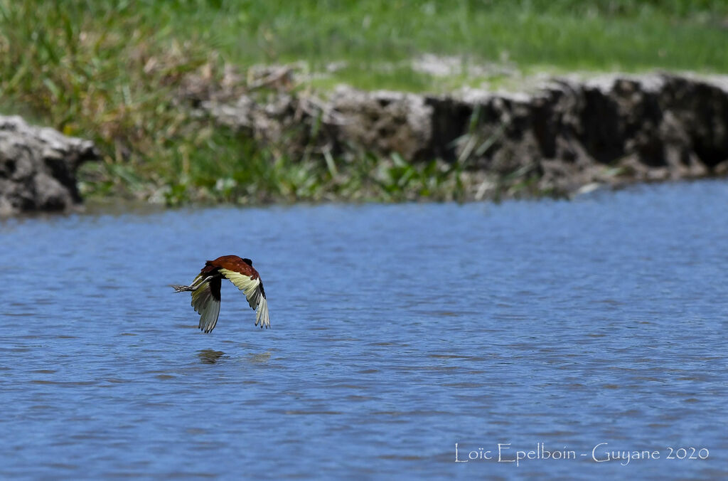 Wattled Jacana