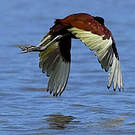 Jacana noir