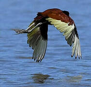 Wattled Jacana