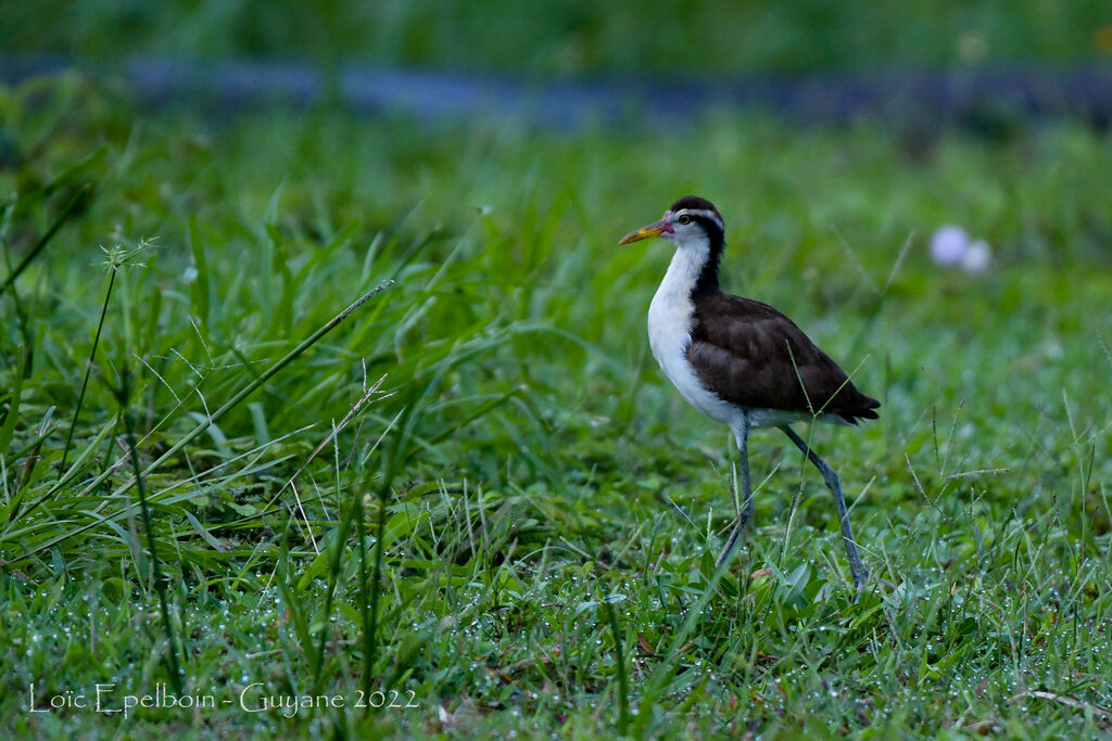 Jacana noir