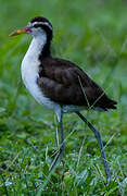 Wattled Jacana