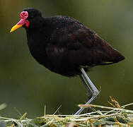 Jacana noir