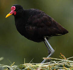 Jacana noir