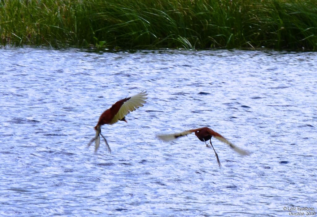 Wattled Jacana