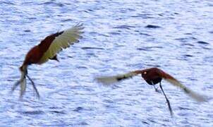 Wattled Jacana