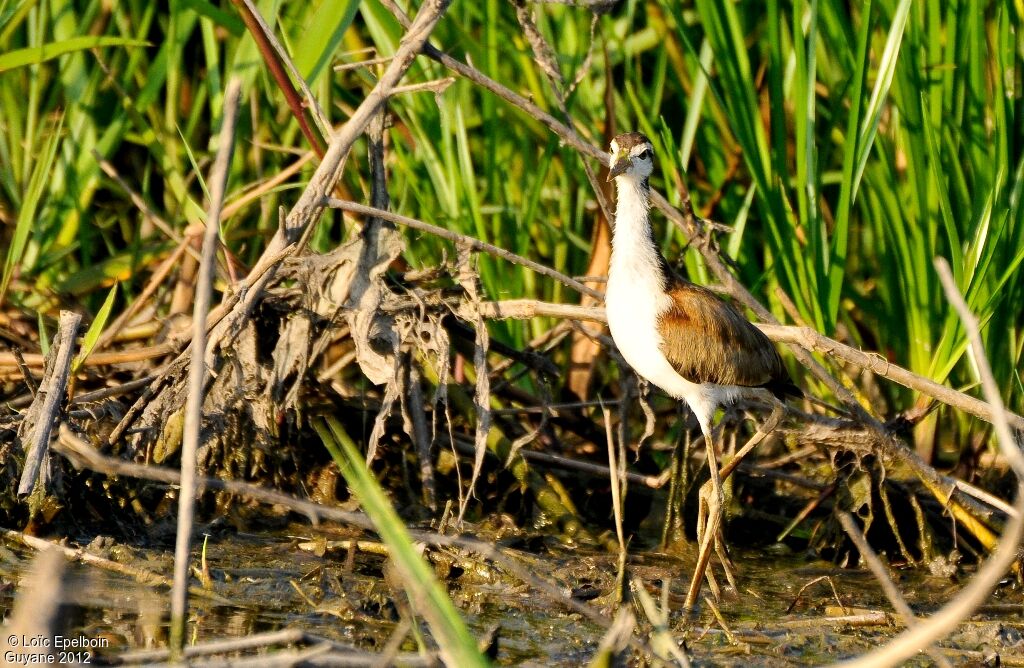 Wattled Jacana