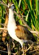 Wattled Jacana