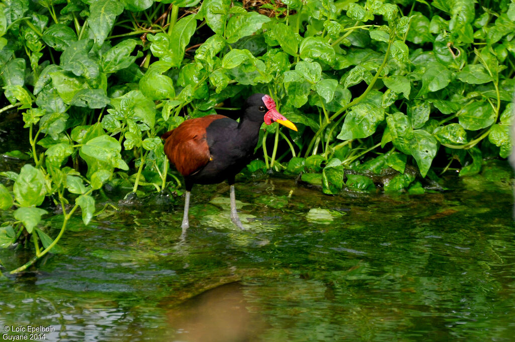 Wattled Jacana