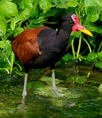 Jacana noir