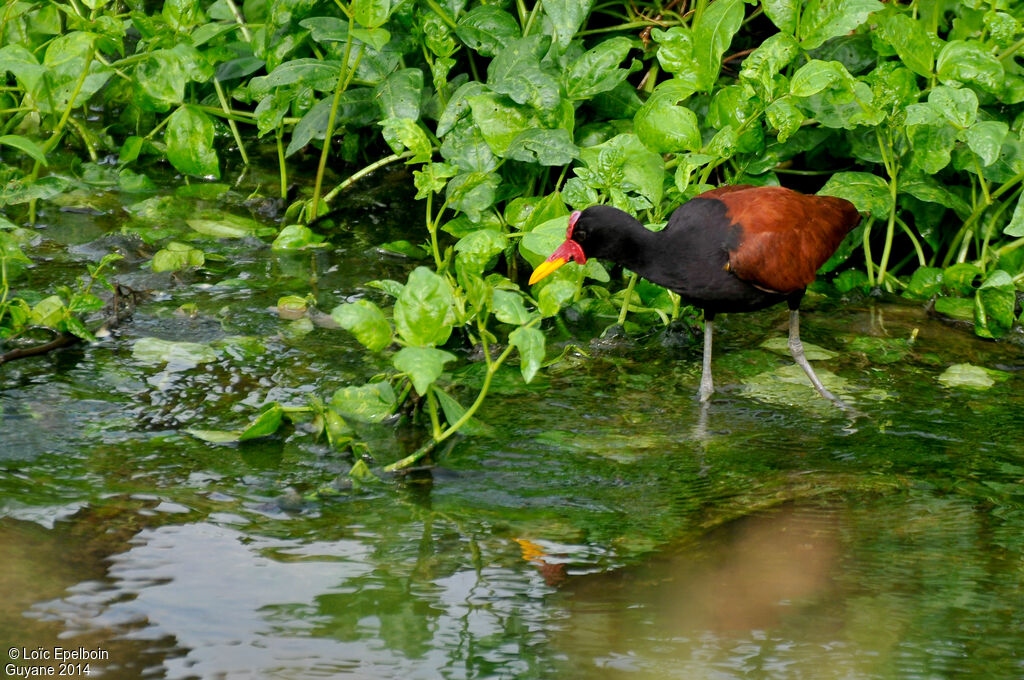 Jacana noiradulte