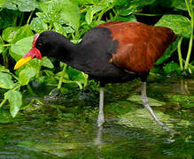 Wattled Jacana