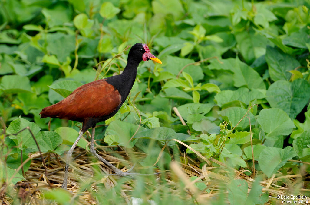 Jacana noir