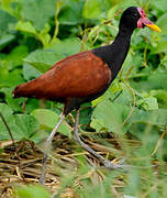 Wattled Jacana