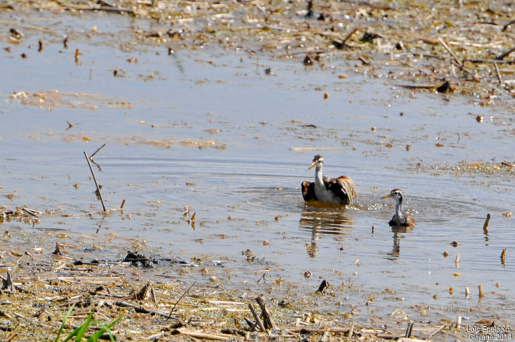 Jacana noirimmature