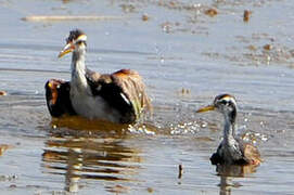 Wattled Jacana