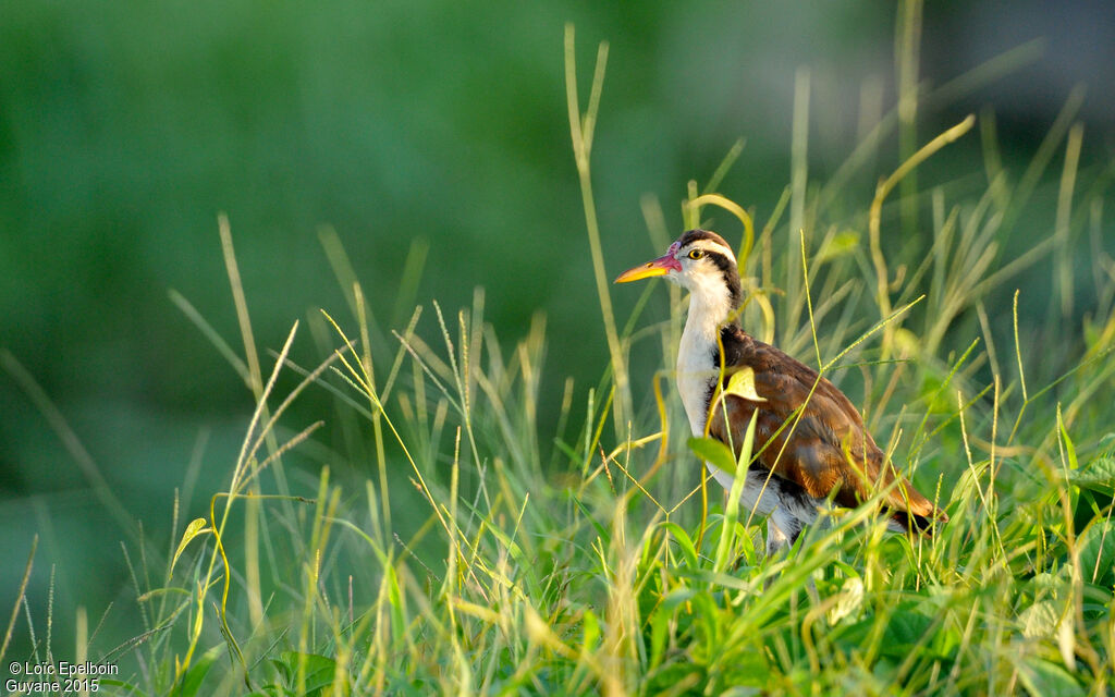 Jacana noirimmature