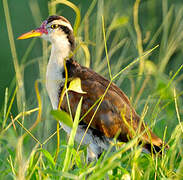 Wattled Jacana