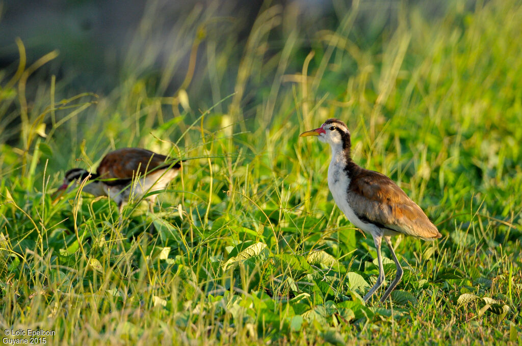 Wattled Jacana