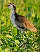 Wattled Jacana