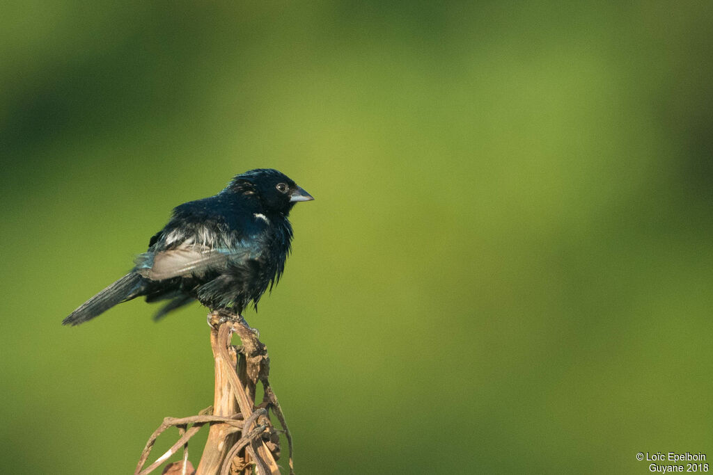 Blue-black Grassquit