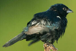 Blue-black Grassquit