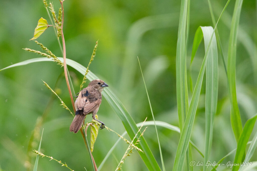 Blue-black Grassquit male immature