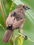 Blue-black Grassquit