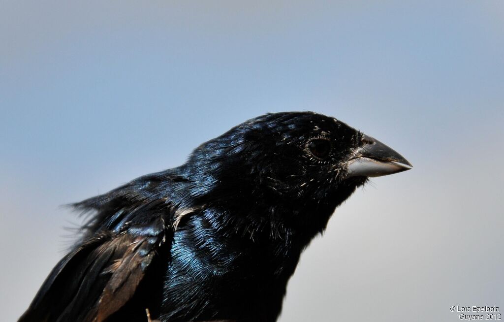 Blue-black Grassquit