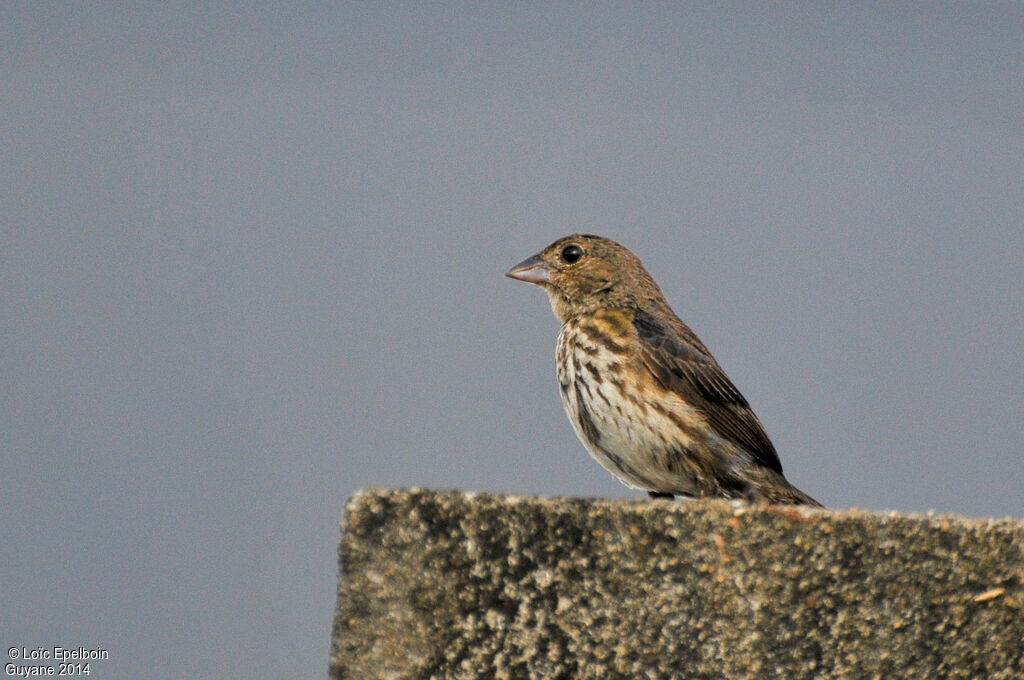 Blue-black Grassquit