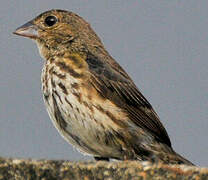 Blue-black Grassquit