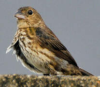 Blue-black Grassquit