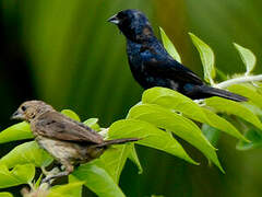 Blue-black Grassquit