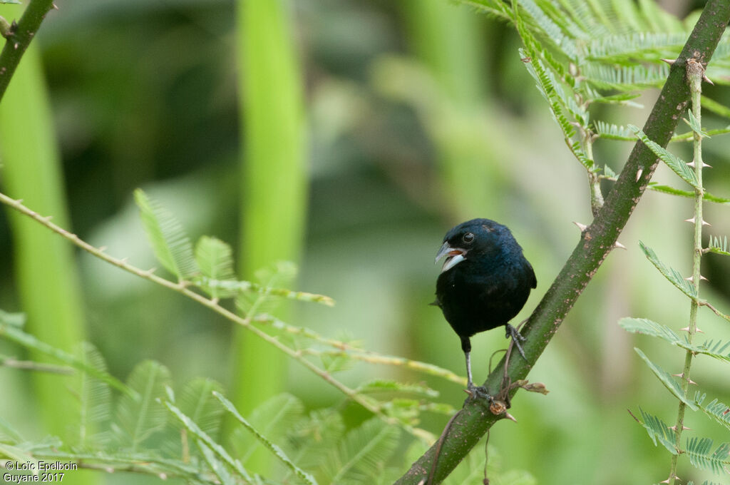 Blue-black Grassquit