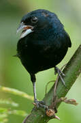 Blue-black Grassquit